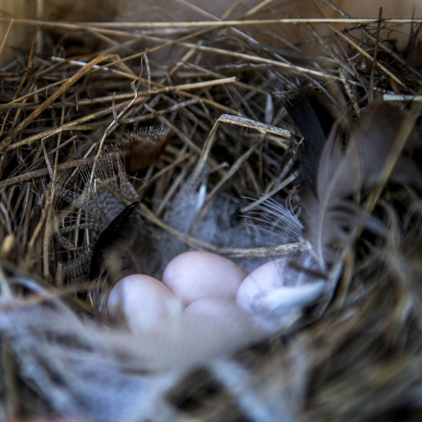 Bluebird banding